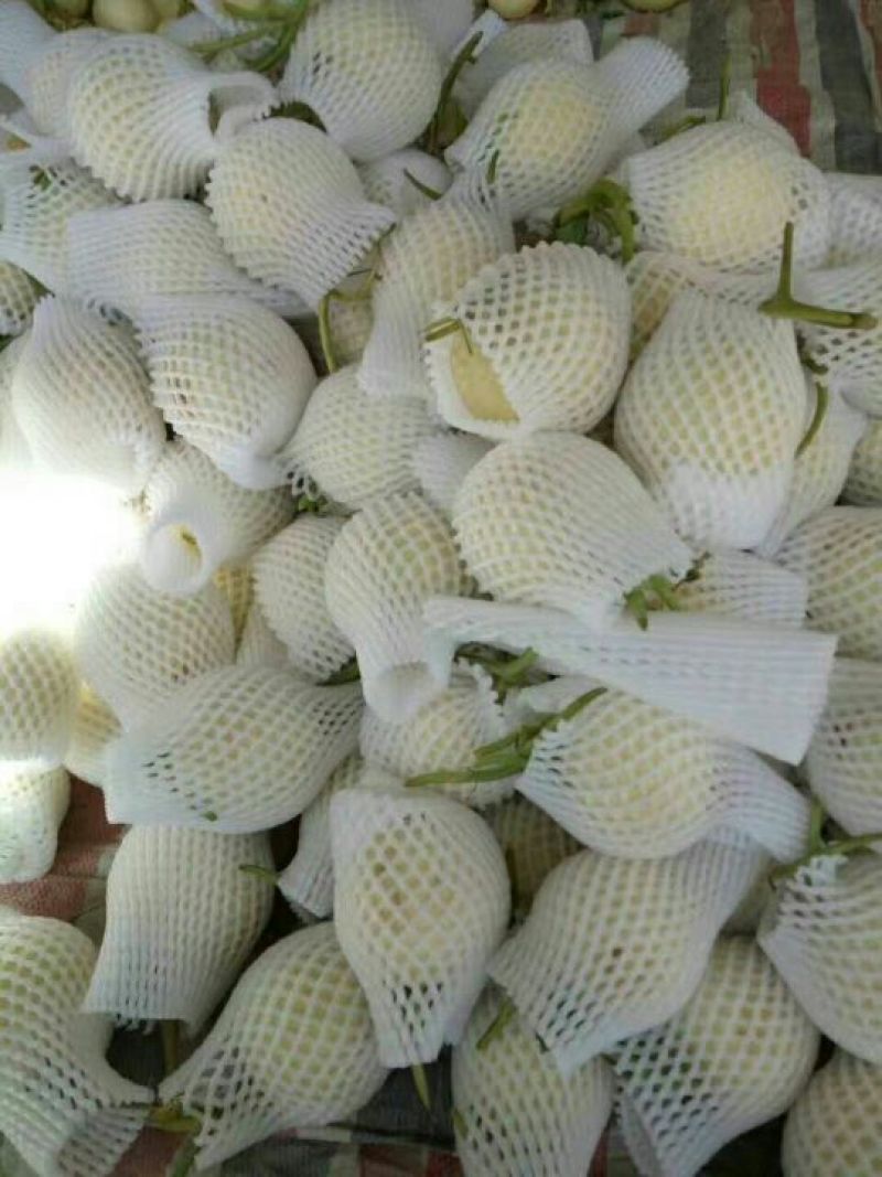 甜瓜白莎蜜甜瓜8两以上精品货源产地直发
