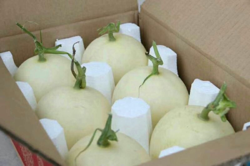 甜瓜白莎蜜甜瓜8两以上精品货源产地直发