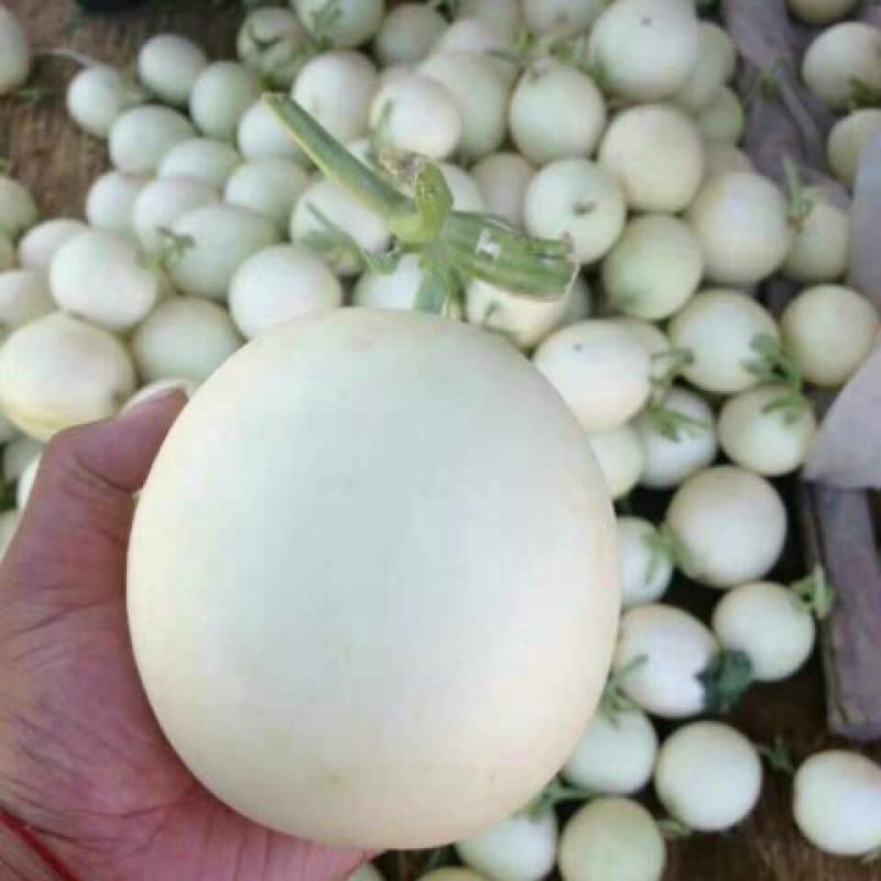 甜瓜白莎蜜甜瓜8两以上精品货源产地直发