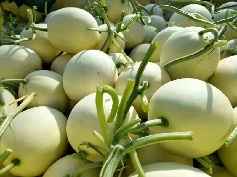 甜瓜白莎蜜甜瓜8两以上精品货源产地直发