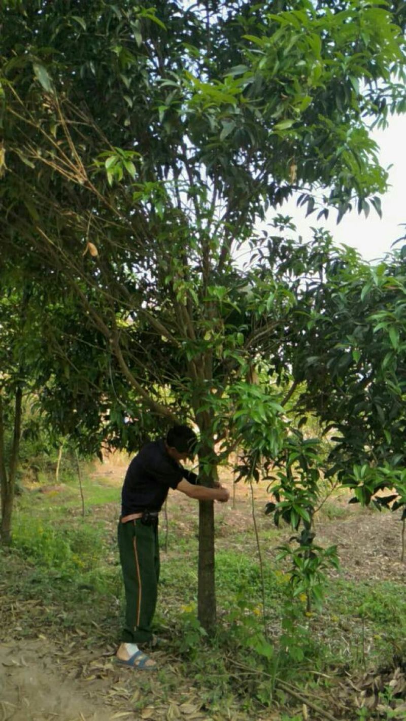 桂花树