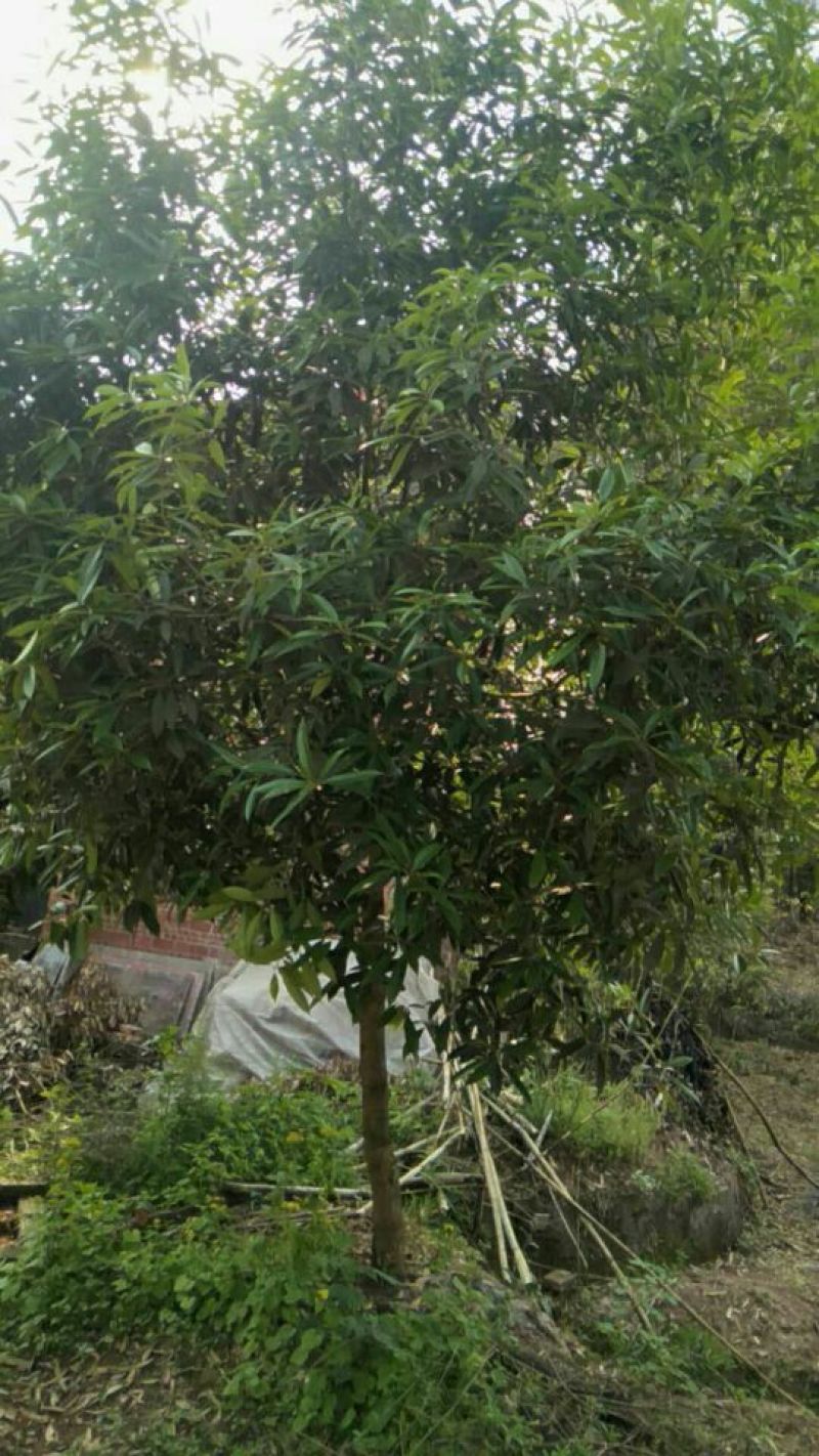桂花树