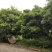桂花树