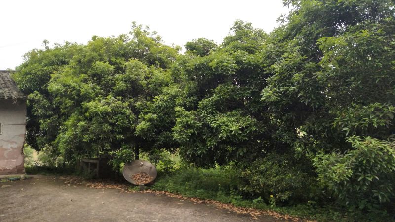 桂花树