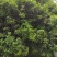 桂花树