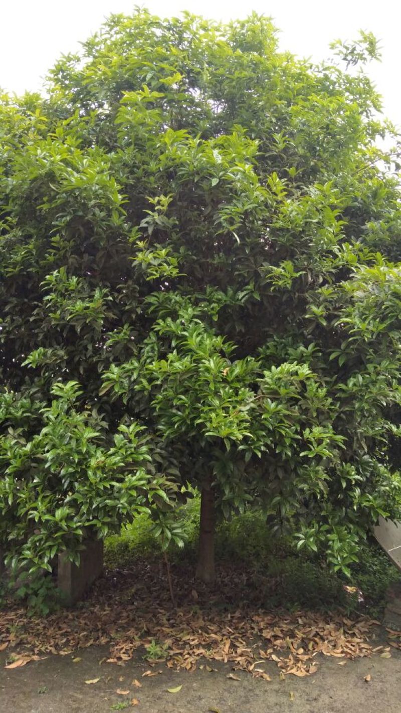 桂花树