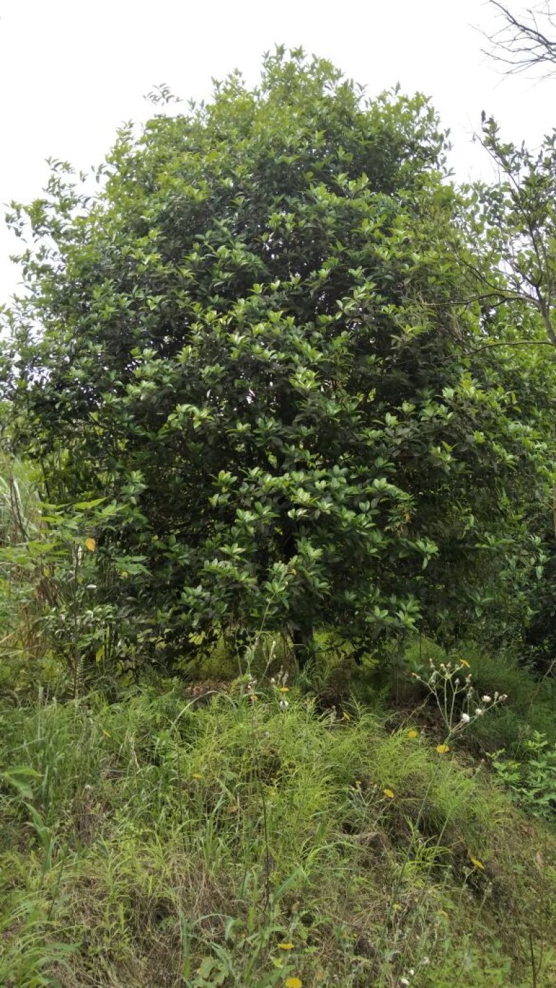 桂花树