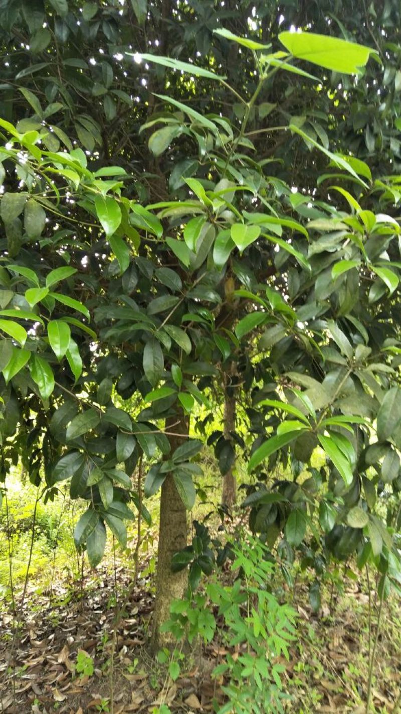 桂花树