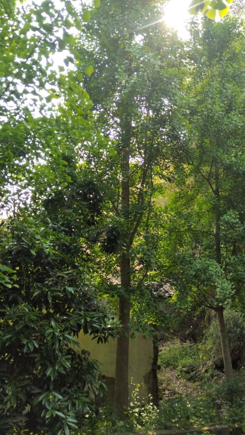 桂花树