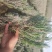 薰衣草种苗