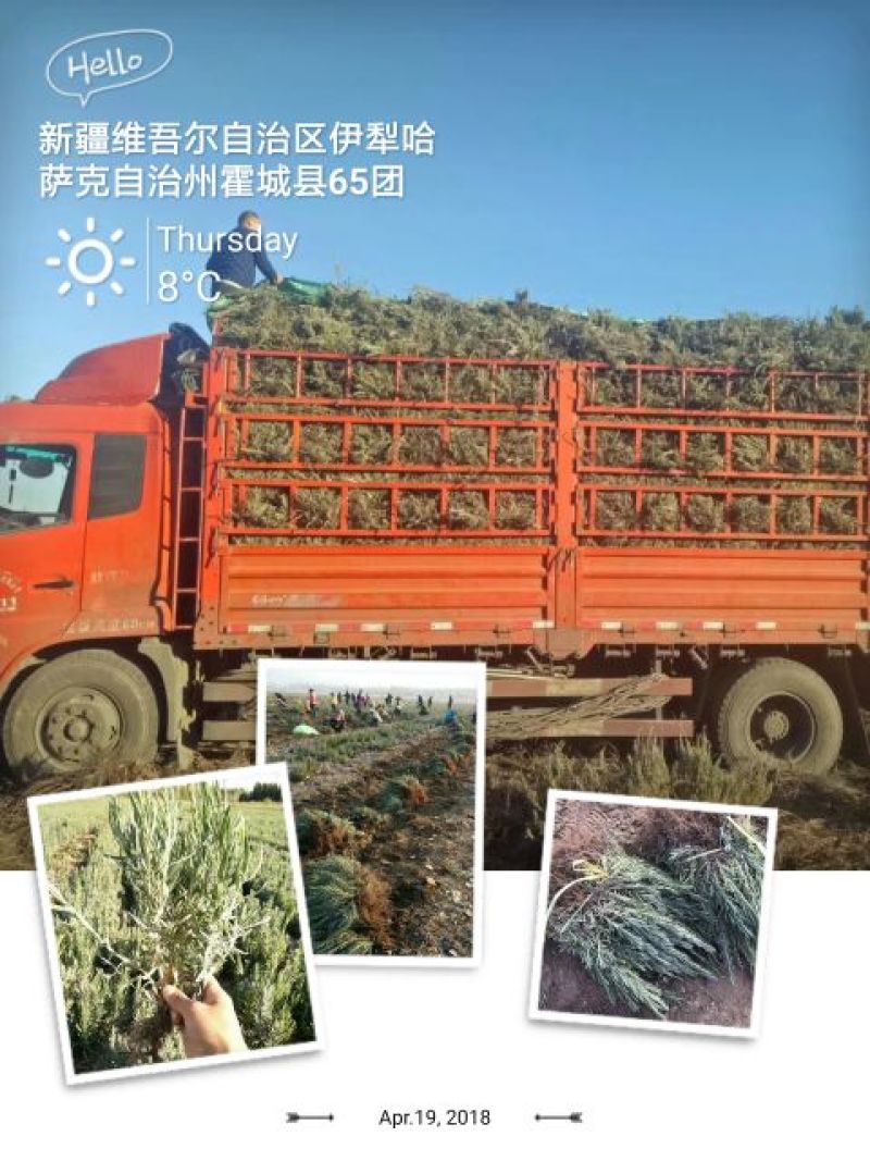 薰衣草
