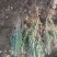 薰衣草