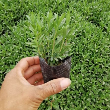 薰衣草