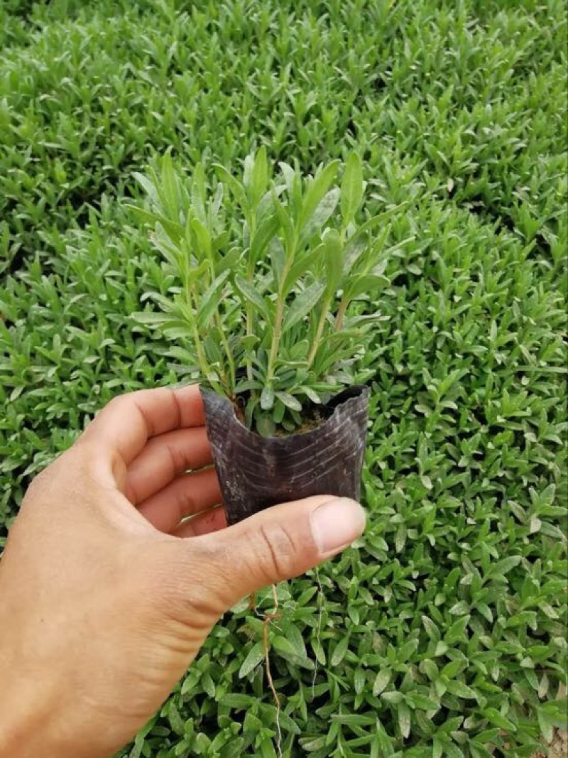 薰衣草