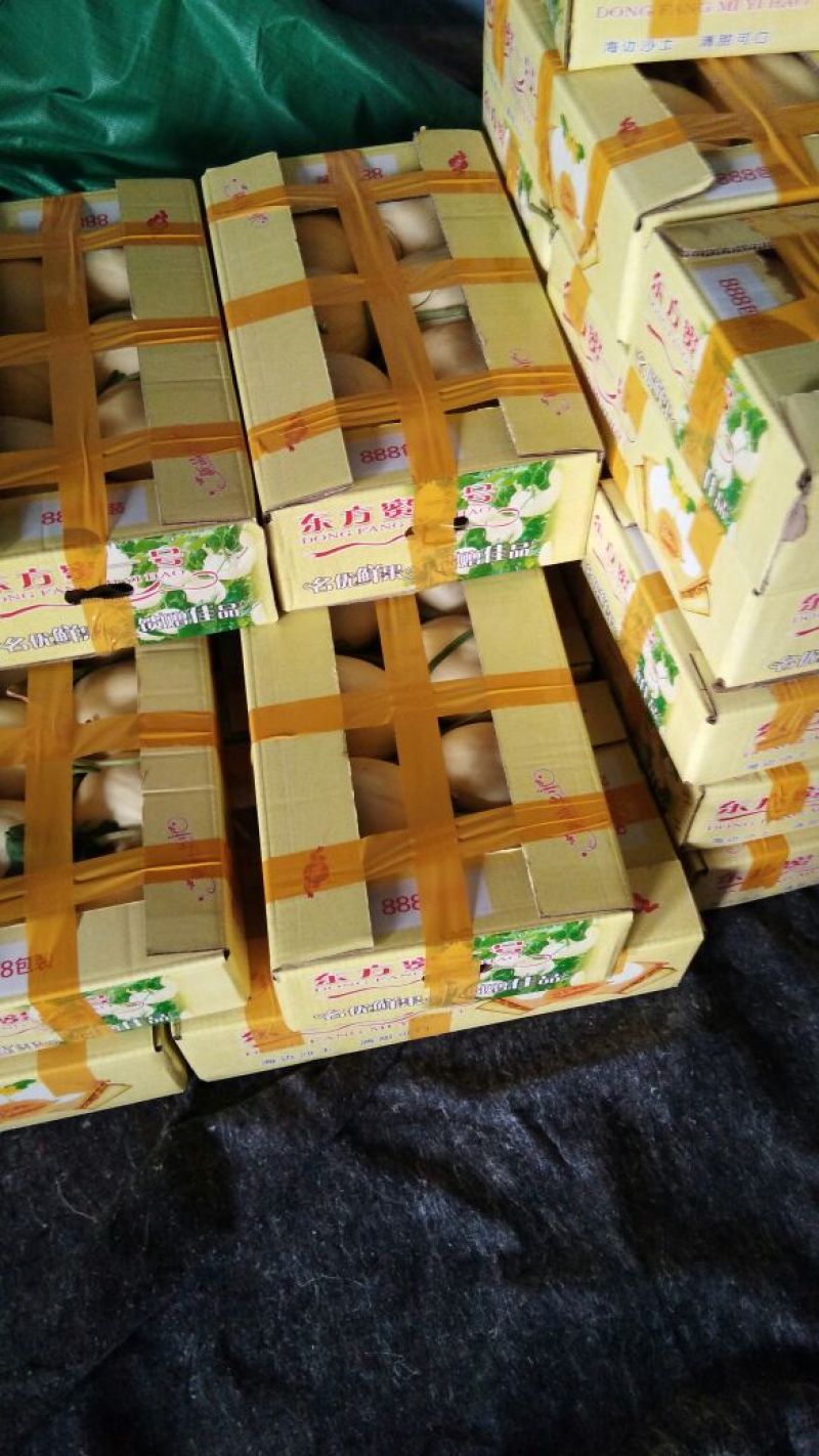 东方蜜1号甜瓜精品1.5斤以上
