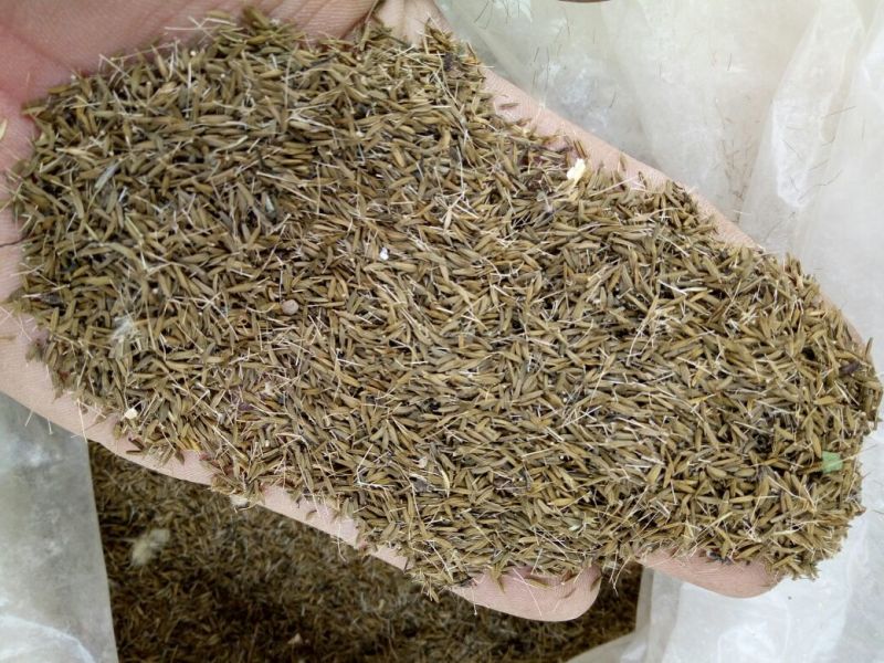 药用蒲公英家种全草