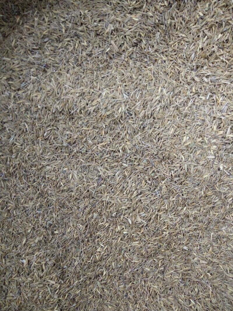 药用蒲公英家种全草