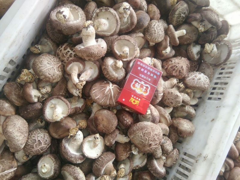 花菇1%工厂大棚菇5cm以上