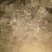 猪苓统个