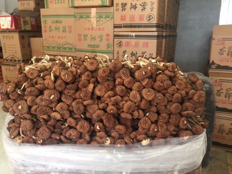 广昌茶树菇不开伞厚菇一件代发，包售后