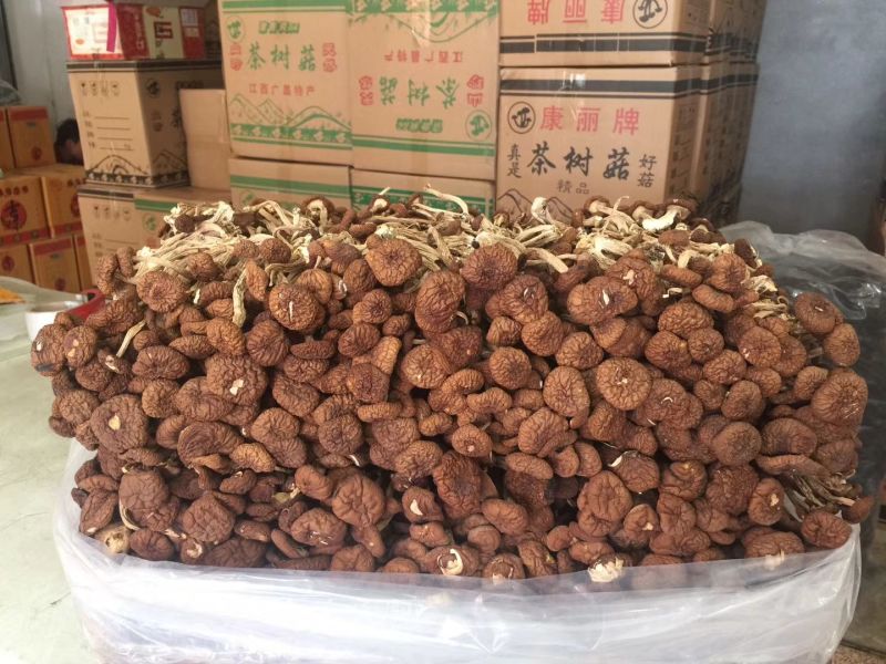 广昌茶树菇不开伞厚菇一件代发，包售后