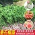 西瓜番石榴苗50~80cm