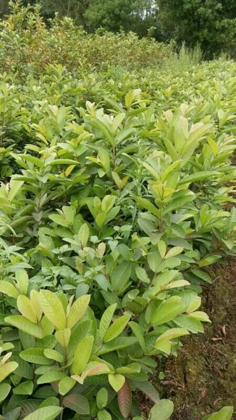西瓜番石榴苗50~80cm