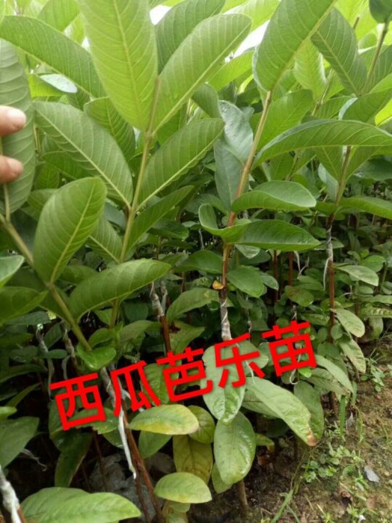 西瓜番石榴苗50~80cm