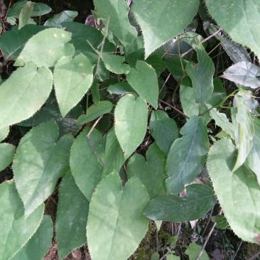 淫羊藿种苗30~50cm