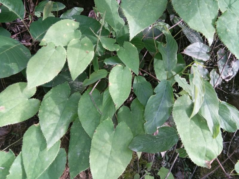 淫羊藿种苗30~50cm