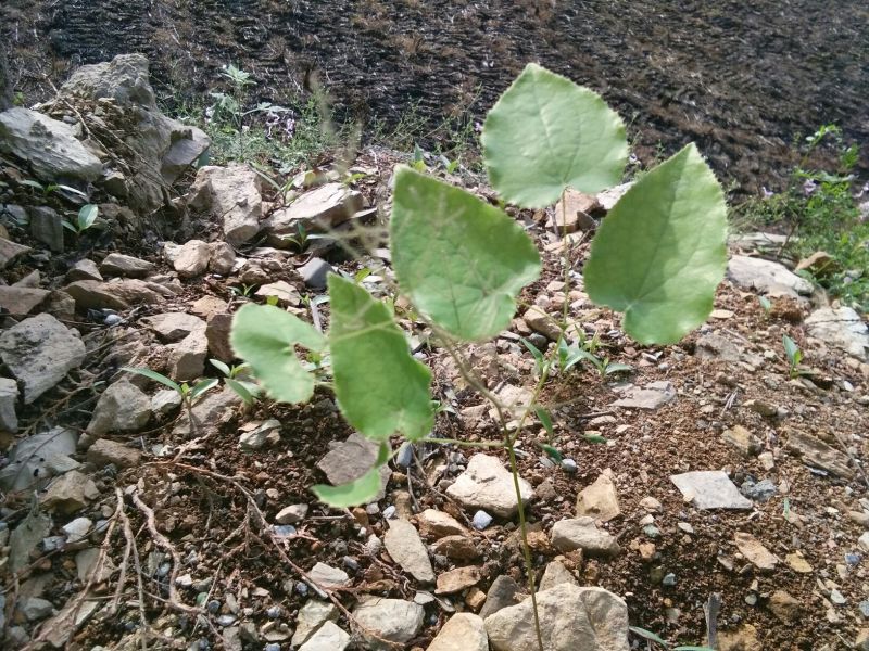 淫羊藿种苗30~50cm