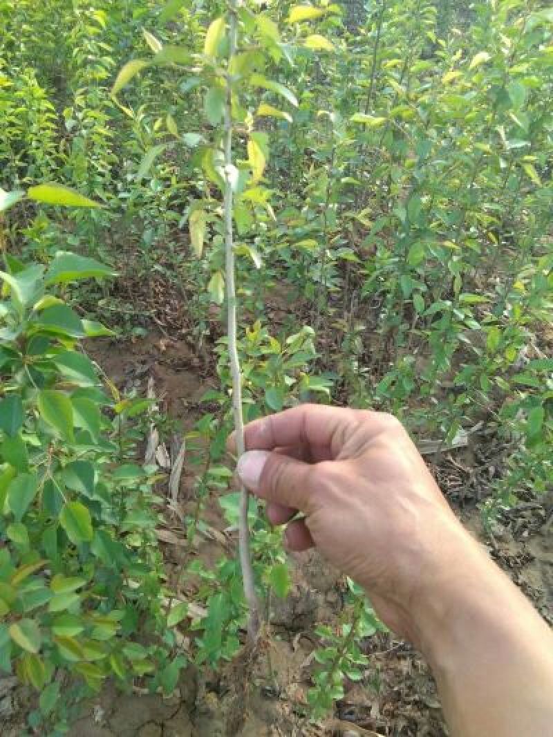 杜梨苗山西杜梨苗供货量大保湿发货