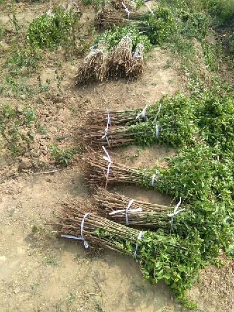 杜梨苗山西杜梨苗供货量大保湿发货