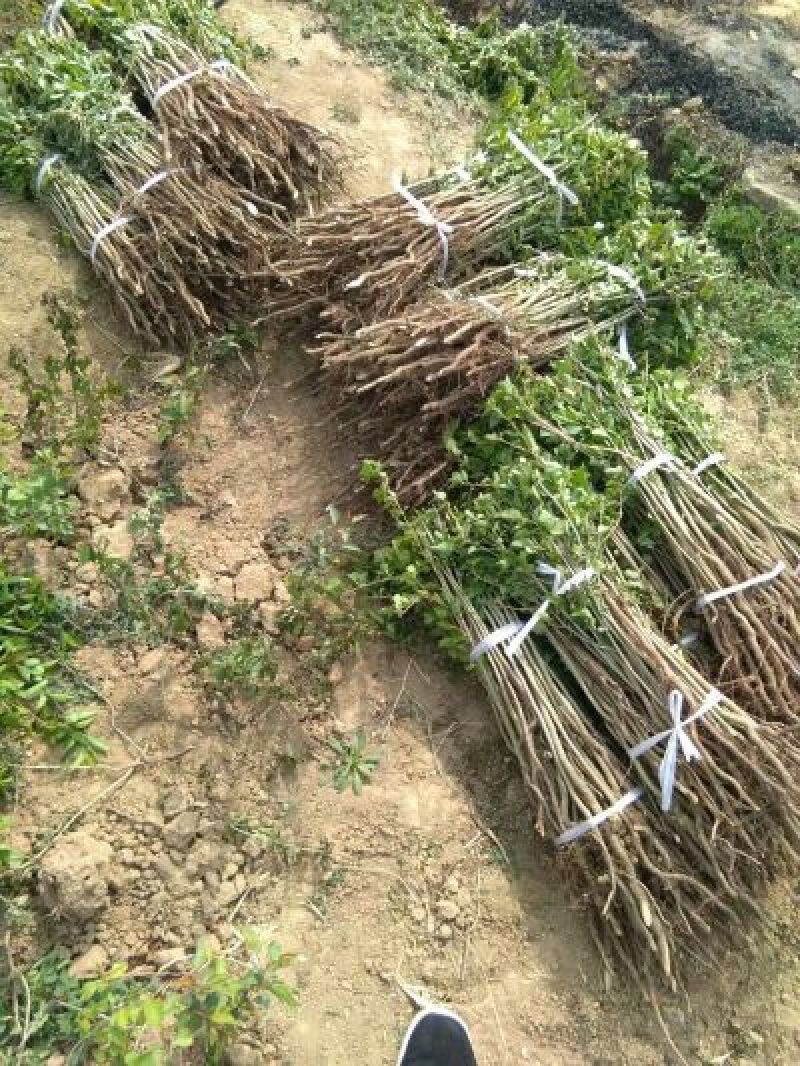 杜梨苗山西杜梨苗供货量大保湿发货