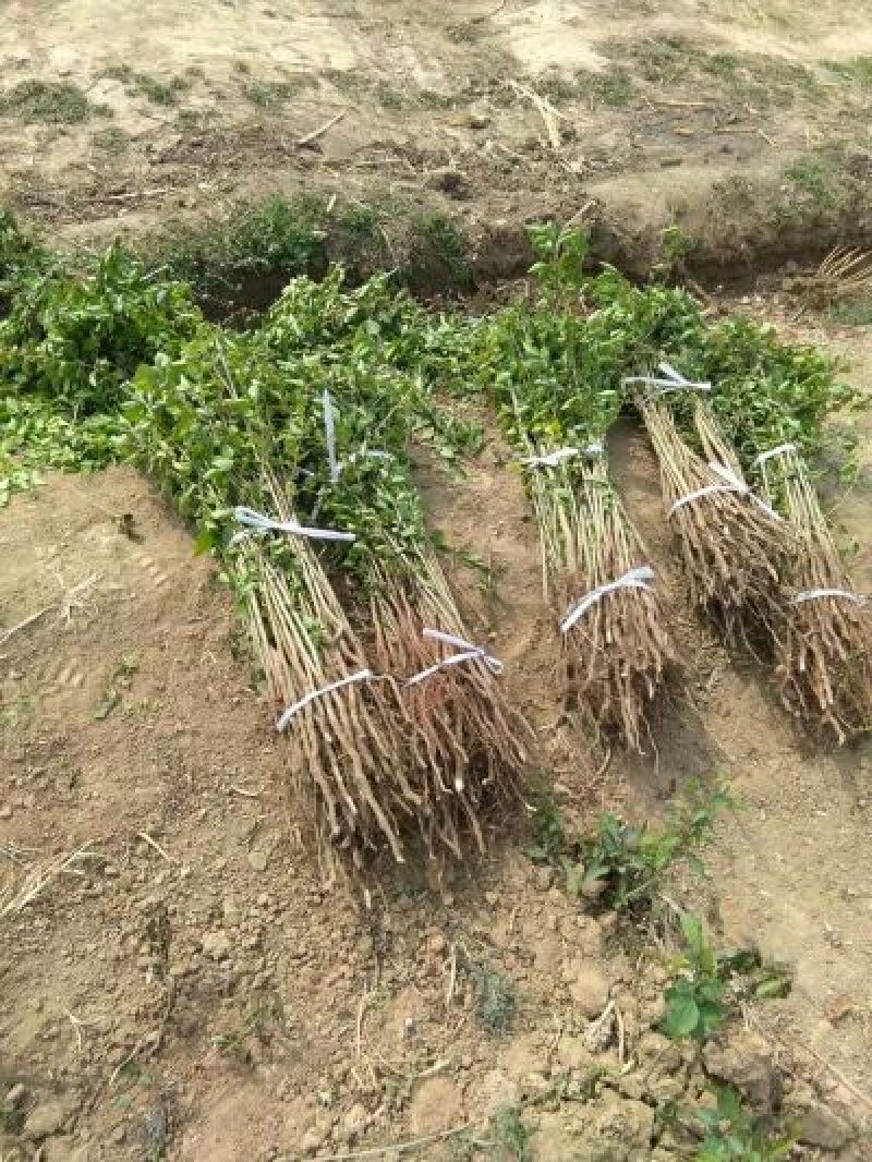 杜梨苗山西杜梨苗供货量大保湿发货