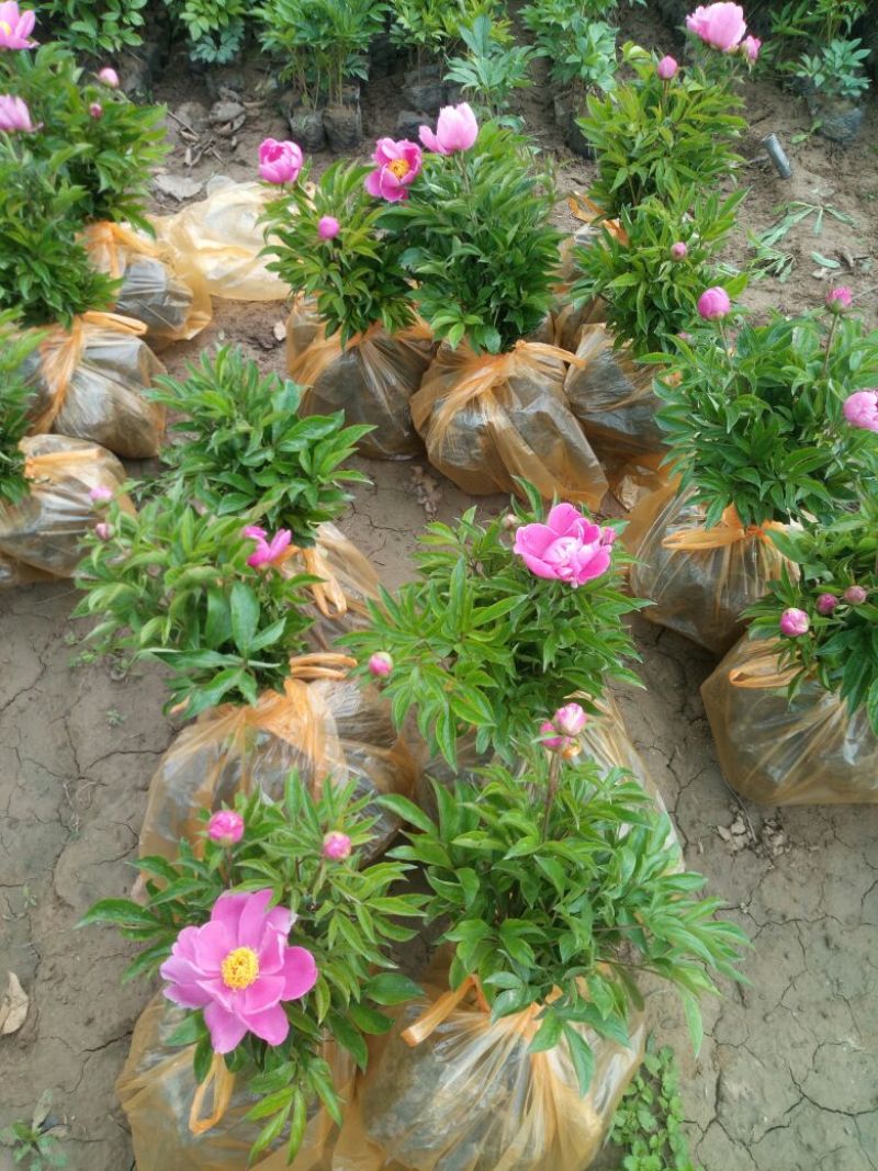 芍药2cm以下0.5米以下营养杯芍药