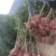 桂花树4~6cm0.5~1米1米以下