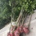 桂花树4~6cm0.5~1米1米以下