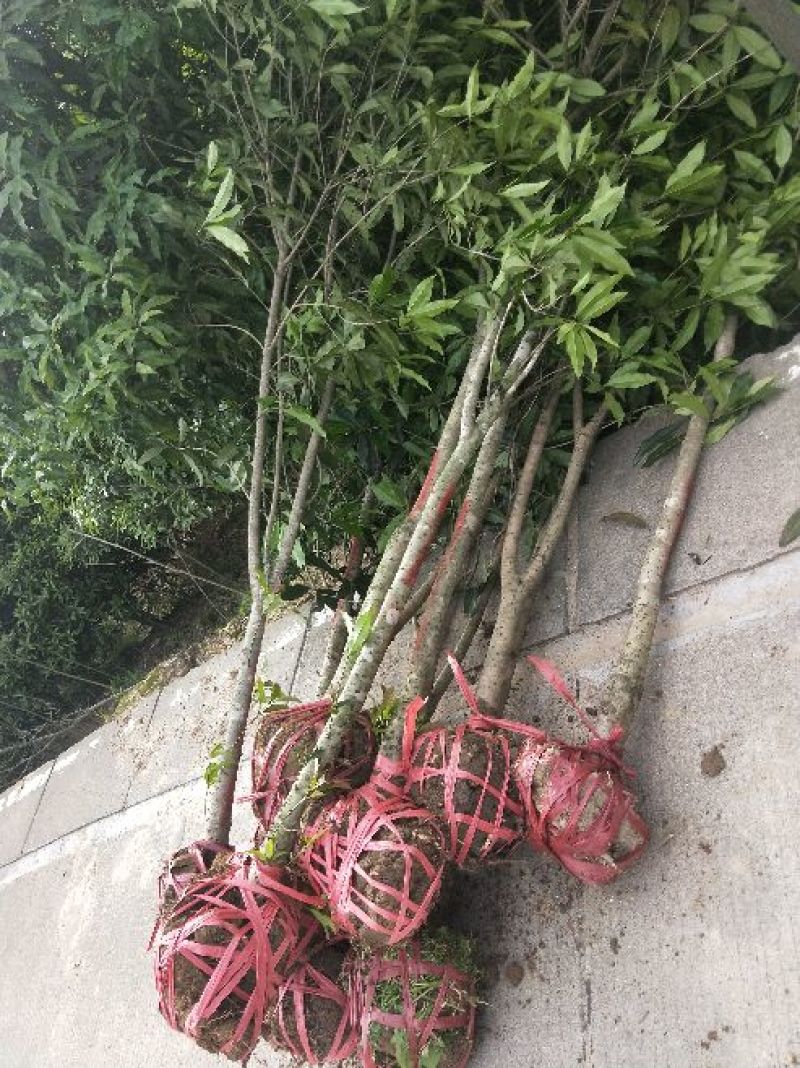 桂花树4~6cm0.5~1米1米以下