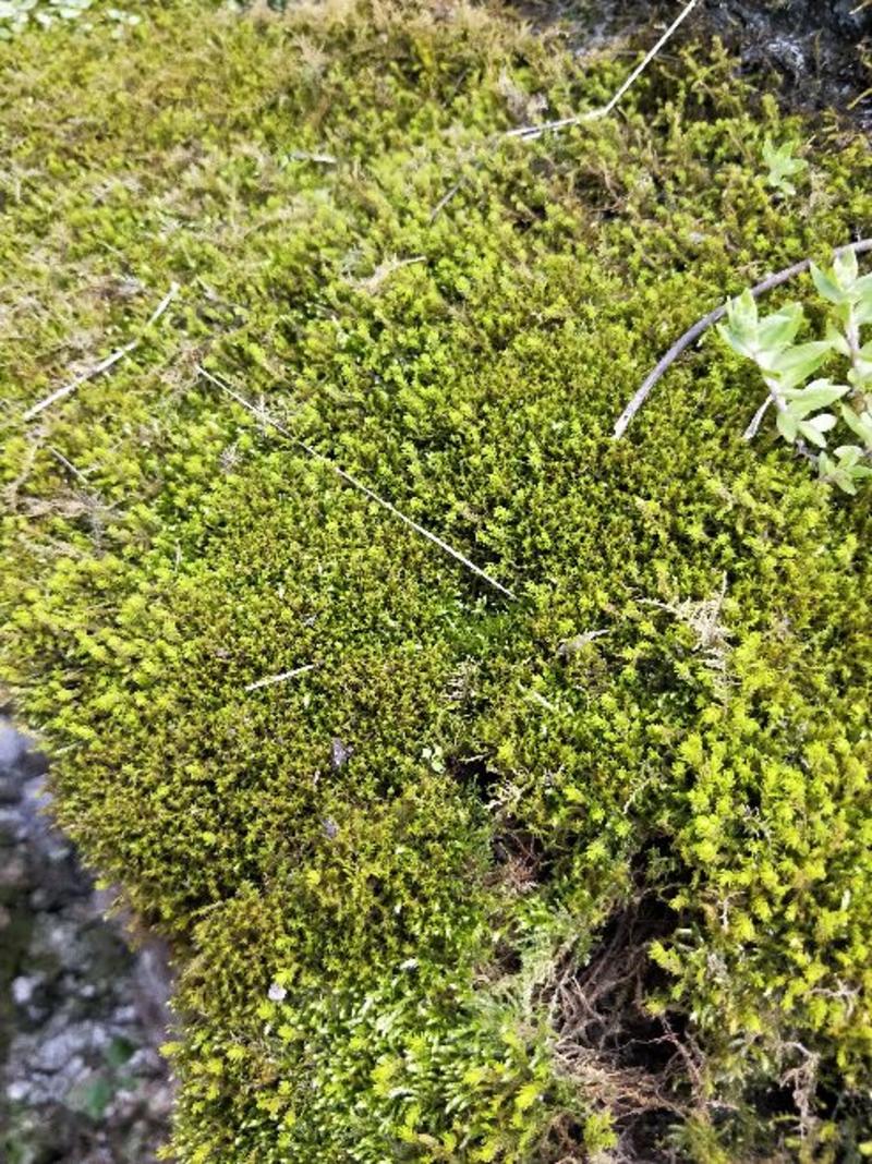 苔藓(大山老森林中野生苔藓)