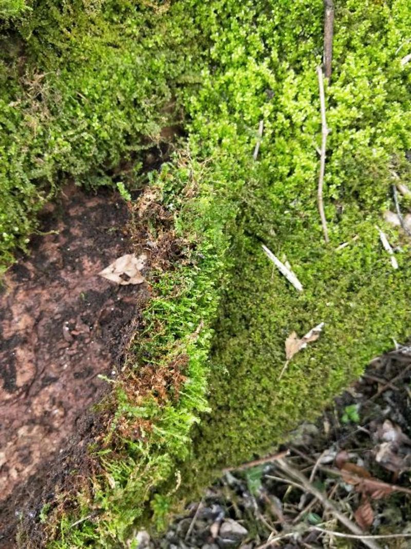 苔藓(大山老森林中野生苔藓)