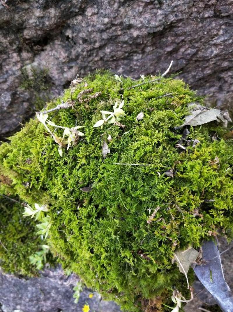 苔藓(大山老森林中野生苔藓)