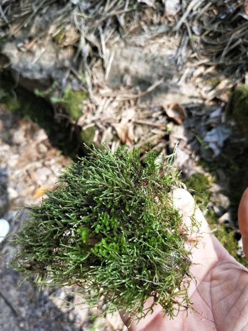 苔藓(大山老森林中野生苔藓)