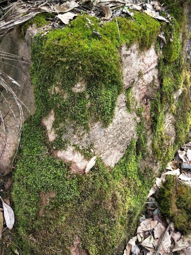 苔藓(大山老森林中野生苔藓)