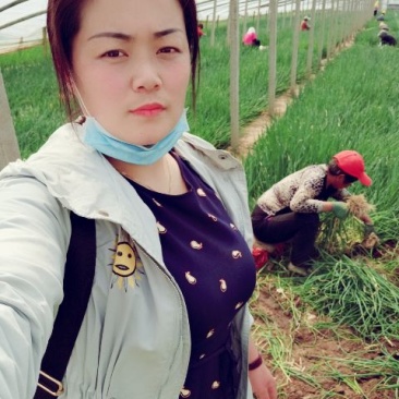 铁杆大葱葱苗常年出售，天光元藏惠和系列品种齐全