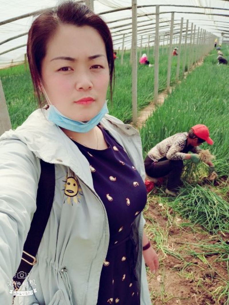 铁杆大葱葱苗常年出售，天光元藏惠和系列品种齐全