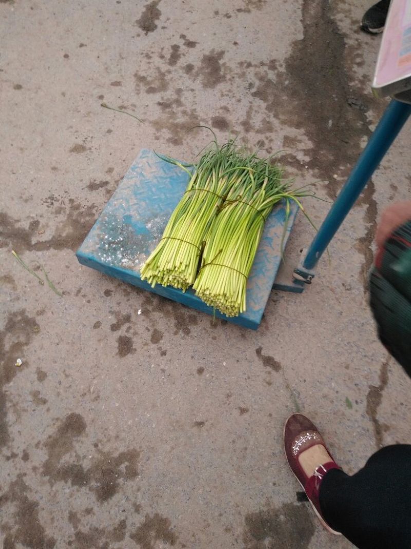 杂交蒜薹通货40~50cm蒜台儿不上水。颜色好红帽蒜