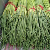 杂交蒜薹通货40~50cm蒜台儿不上水。颜色好红帽蒜