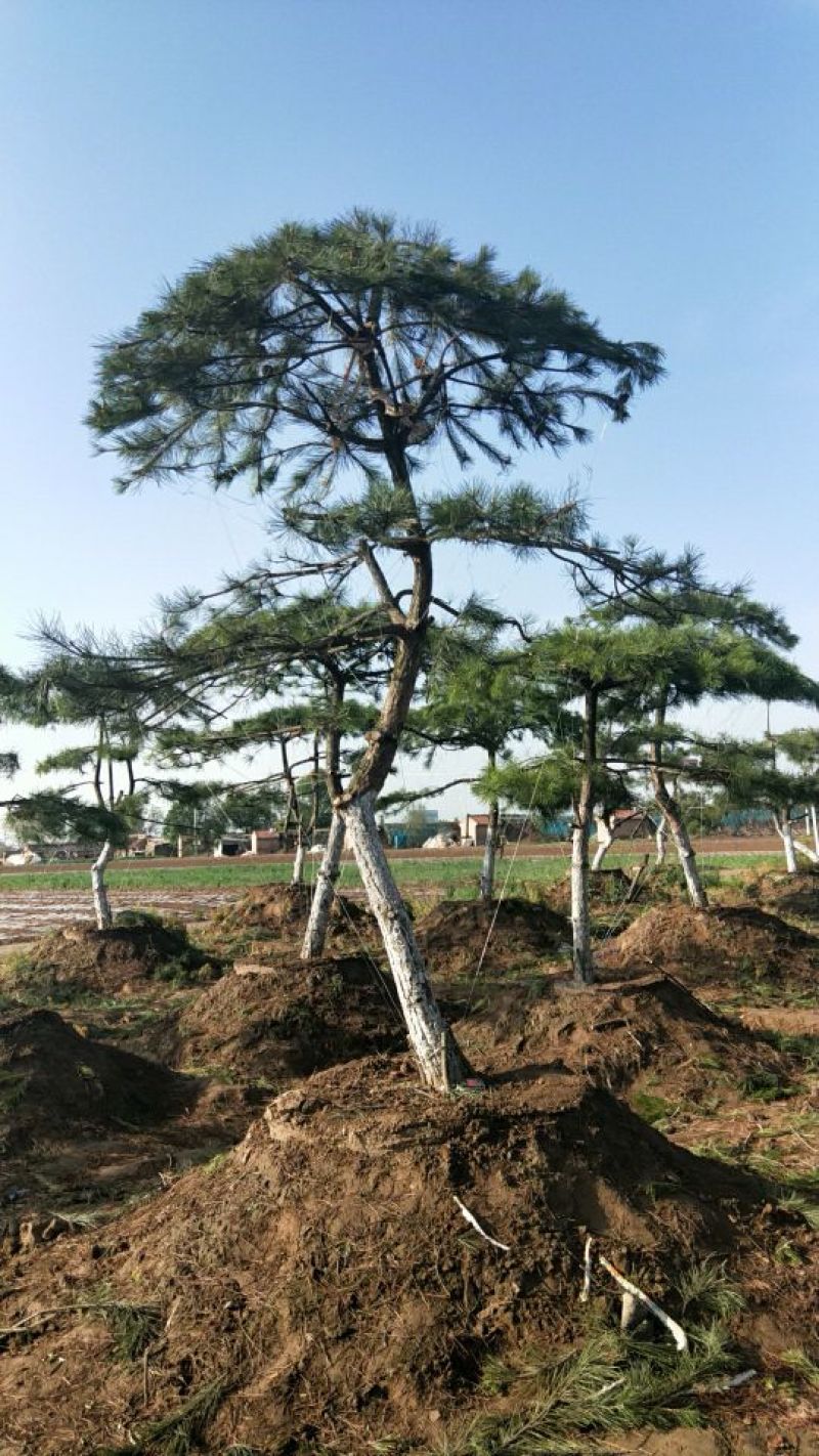造型树