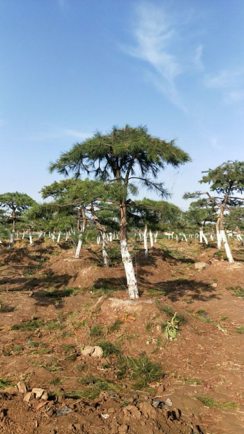造型树